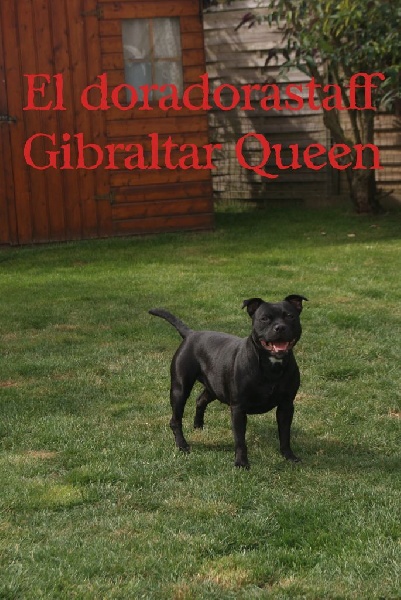 el doradostaff Gibraltar queen