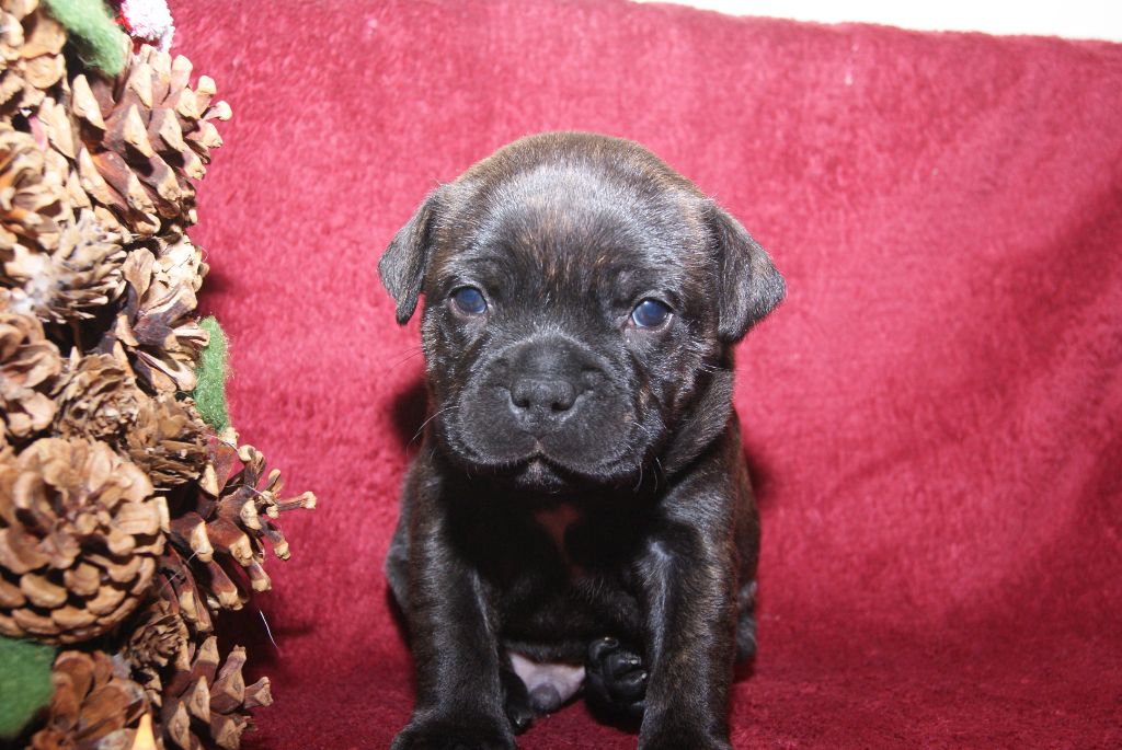 de La Pyramide Aux Joyaux - Chiot disponible  - Staffordshire Bull Terrier