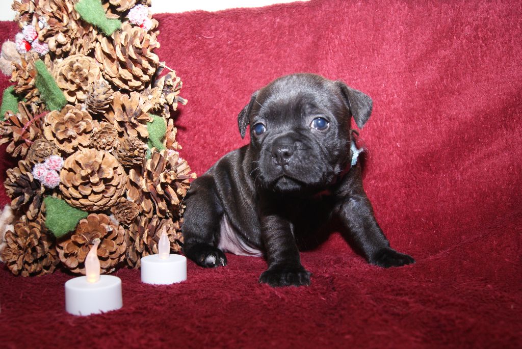 de La Pyramide Aux Joyaux - Chiot disponible  - Staffordshire Bull Terrier