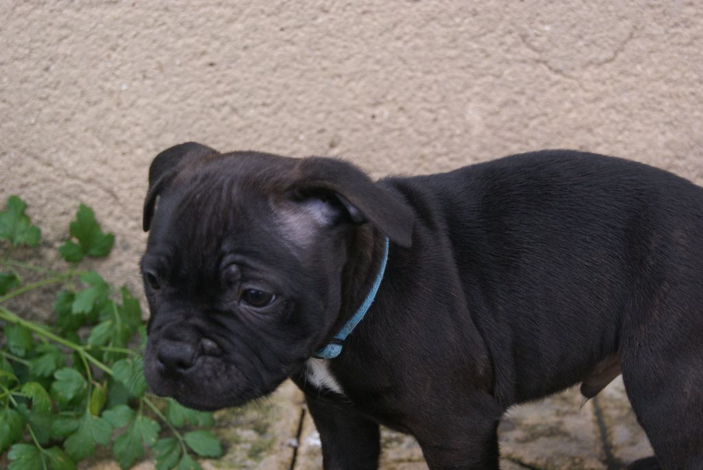 de La Pyramide Aux Joyaux - Chiot disponible  - Staffordshire Bull Terrier