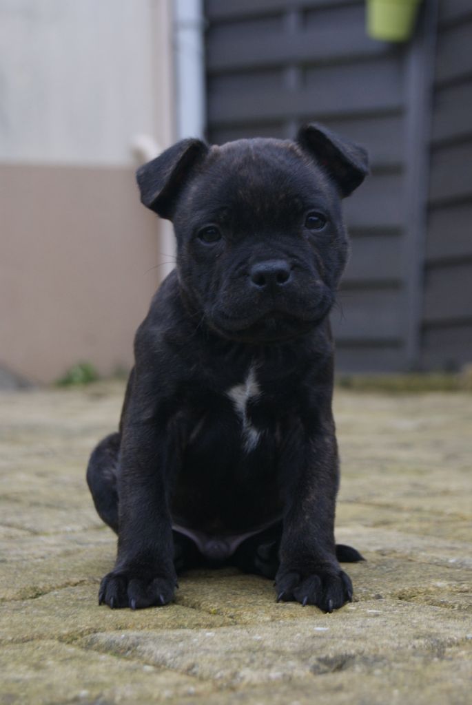 de La Pyramide Aux Joyaux - Chiot disponible  - Staffordshire Bull Terrier