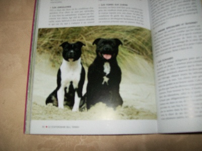 de La Pyramide Aux Joyaux - Second livre staffie