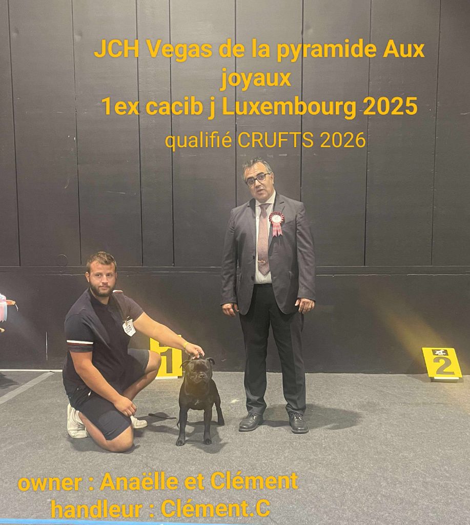 Jeune champion du Luxembourg 2025 qualifié crufts 2026